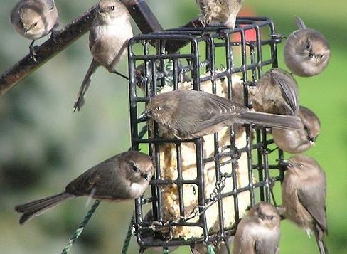 Combusting bird seed and foam filled rooms top Saga's strangest claims