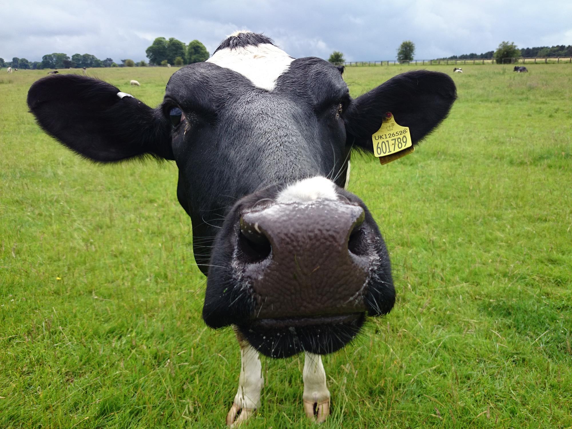 Flying cows and hitchhiking sheep top strangest motor claims