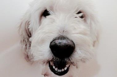 Bought By Many buys pet insurer Brooks Braithwaite