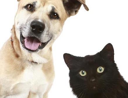 Pet insurers pay out £657m in claims